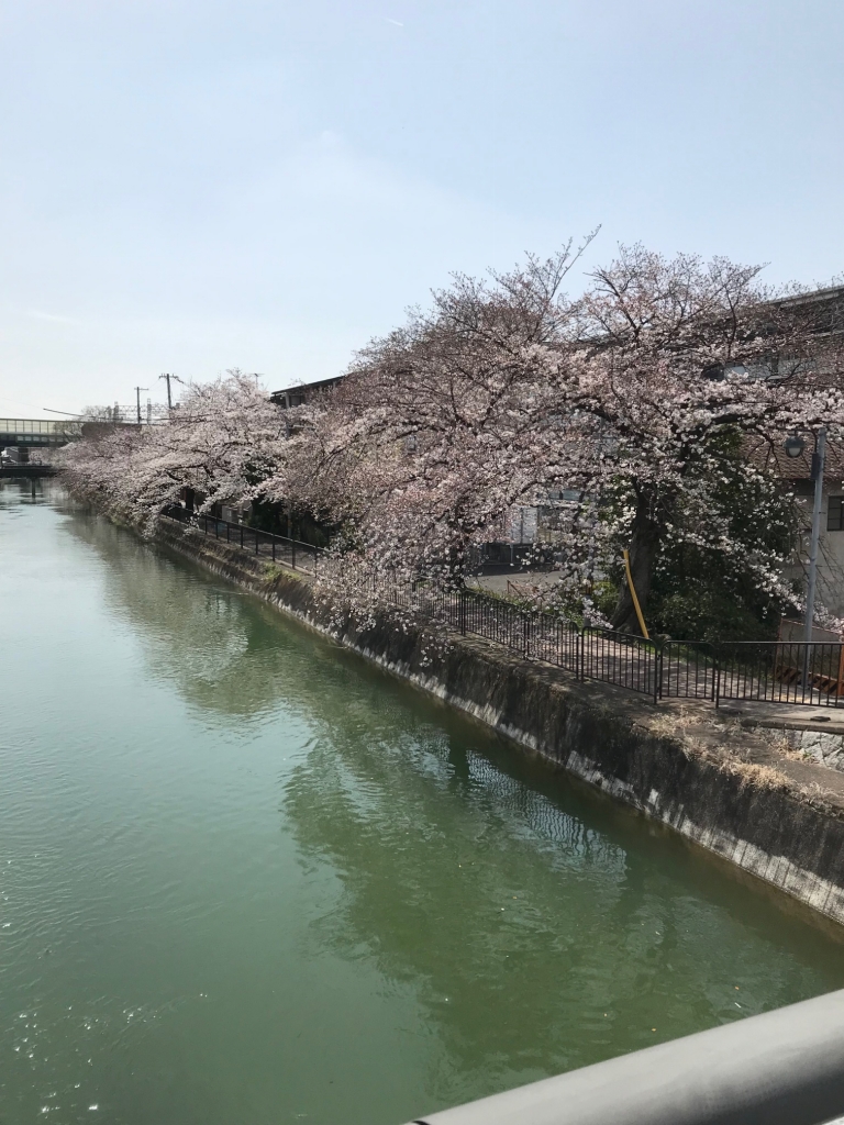 2022年3月⑤桜　琵琶湖疏水